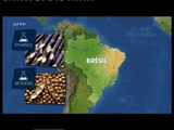 Mit offenen Karten - Biokraftstoff - der Fall Brasilien - 16.05.09