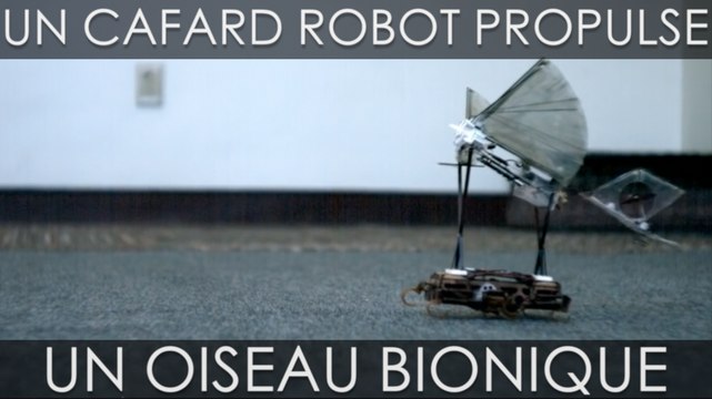 Un cafard robot propulse un oiseau bionique vers les cieux