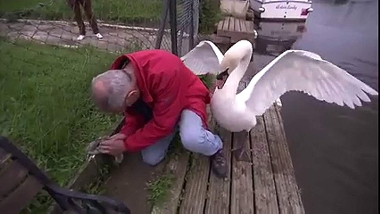 Yavrusunu koruyan kuğu