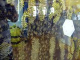 Bee Hive at Chudleigh Honey Farm