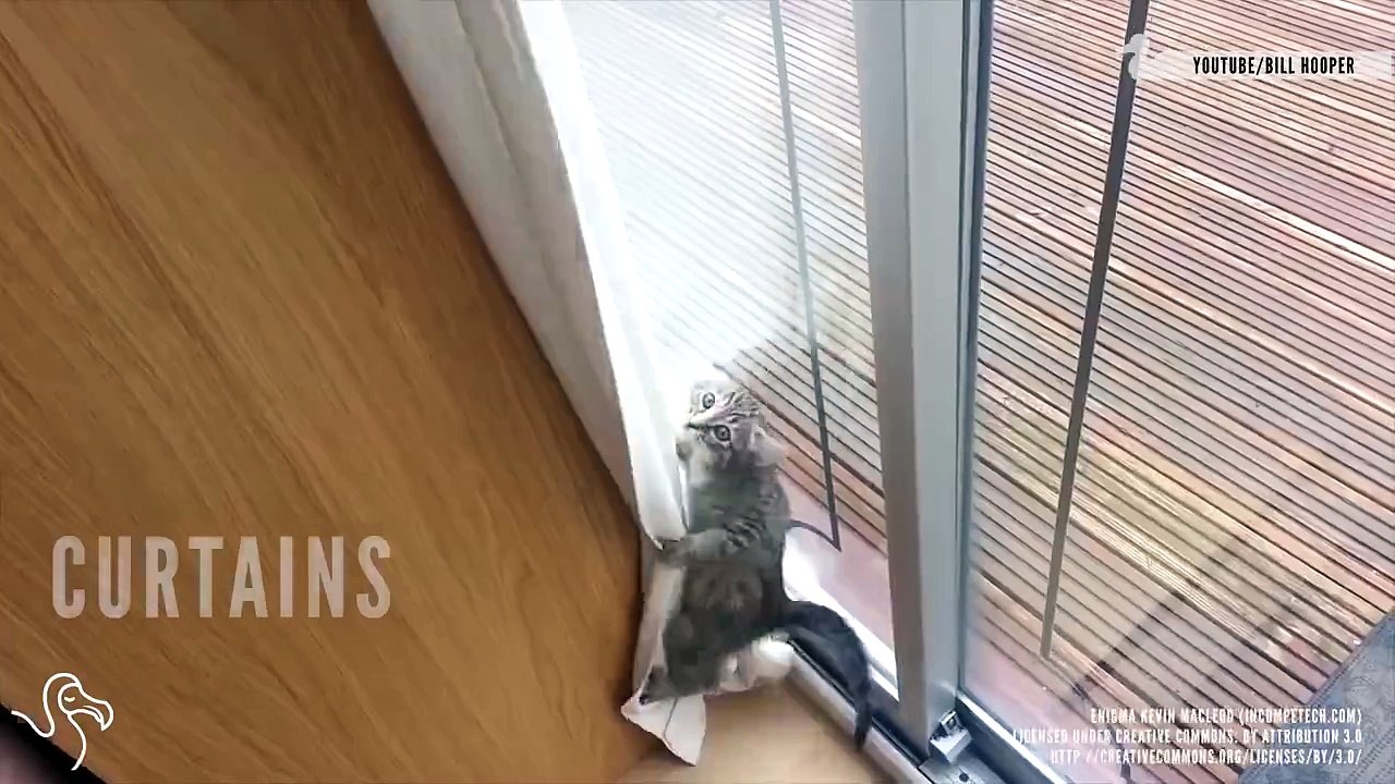Cats or climbers