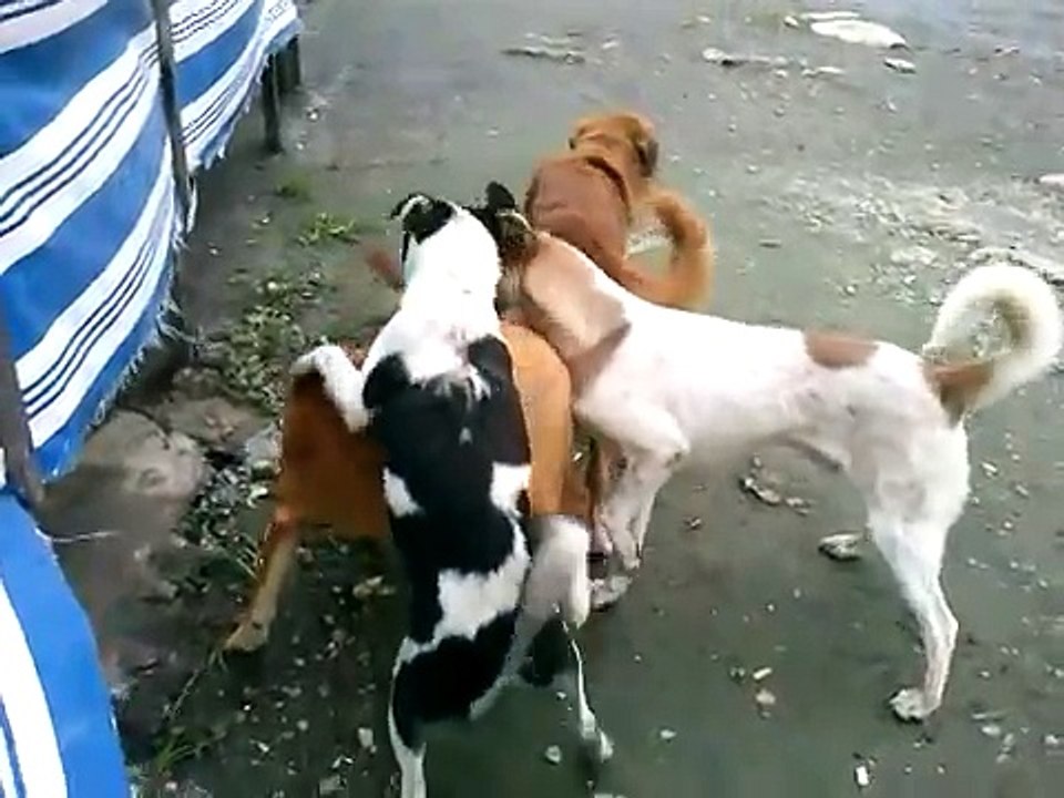 Sexy-Dog Mating - Whos gonna stucked 3 male-1 female