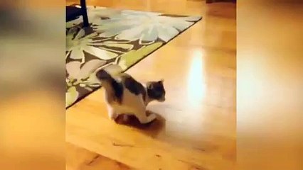 Roux, la minette à deux pattes