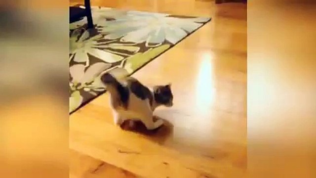 Roux, la minette à deux pattes