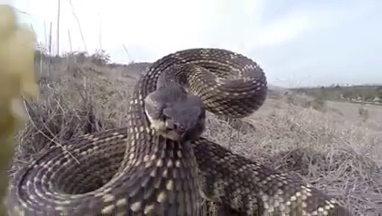 OMG!!! Rattle Snake Jumps over Camera Man