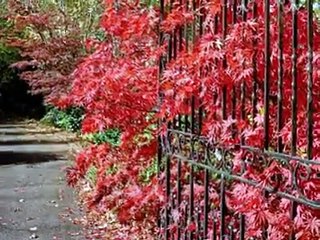 La rouille Maxime Le Forestier.