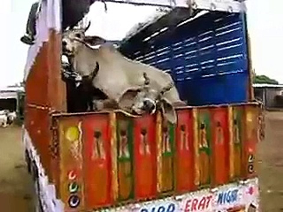 lionzzzzz