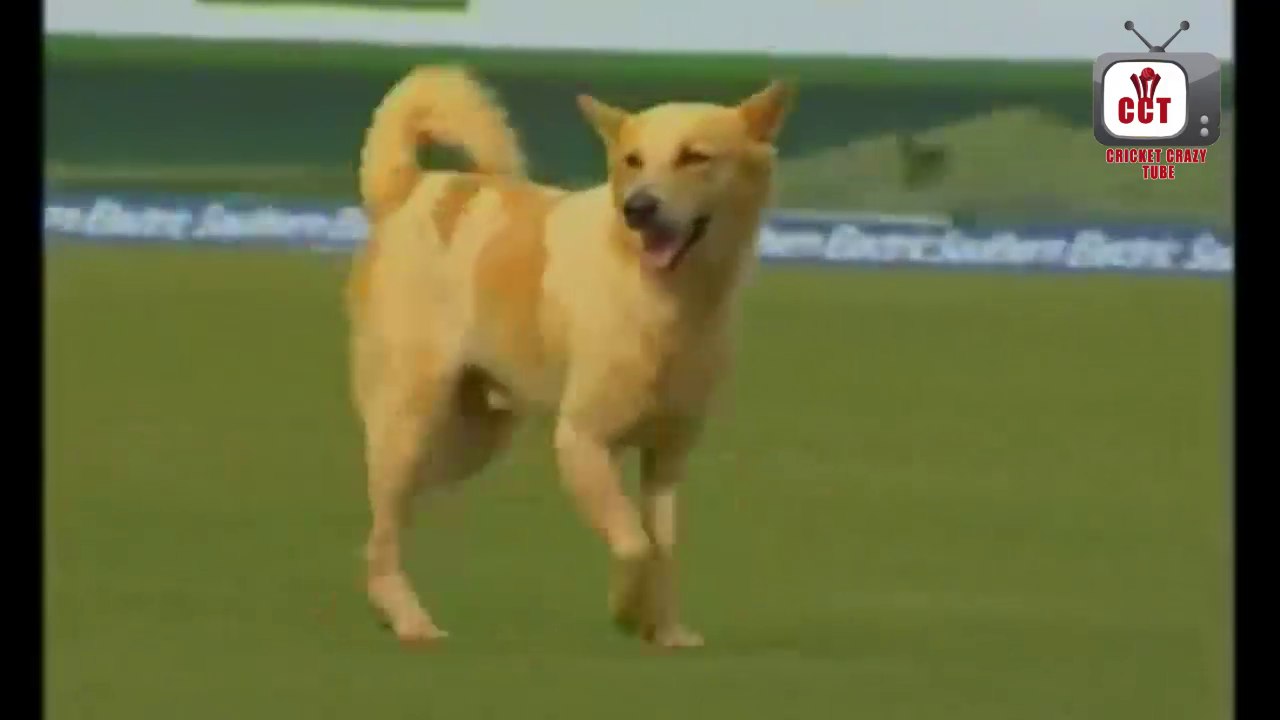 Animals in cricket ground