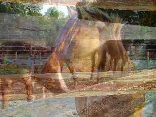 Video photo preferés