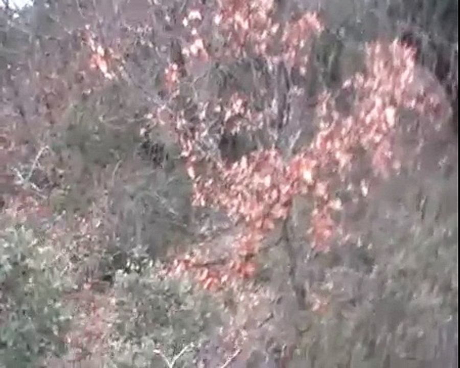 BASSET BLEU DE GASCOGNE