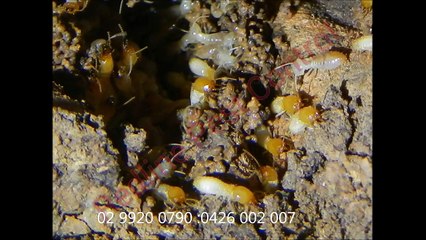 Productive Commercial Pest Control and Termite Treatment in Sydney