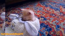 FUNNY VIDEOS   Funny Kittens Falling Asleep   Funny Cats   Kitten Funny Videos Compilation