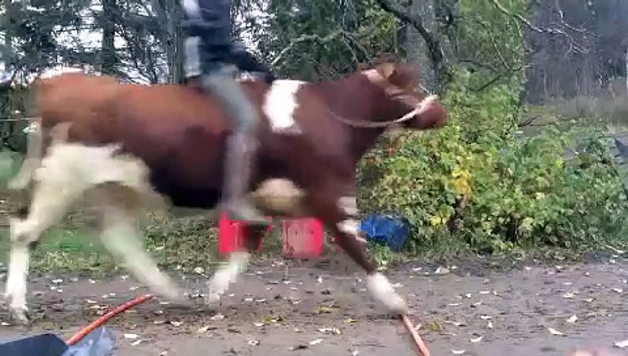 Hevosella voi ratsastaa, mutta myös lehmällä