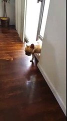 Bulldog Francês não consegue esconder sua culpa