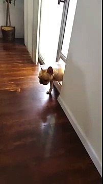 Bulldog Francês não consegue esconder sua culpa