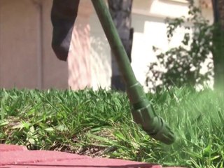 Face à la sécheresse, les Californiens peignent leur gazon... en vert