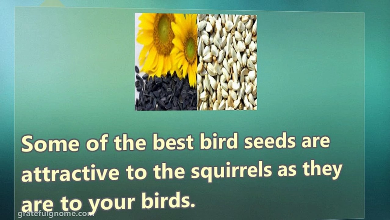 Squirrel Proof Bird Feeders Techniques