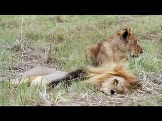 Male and female lion roaring together