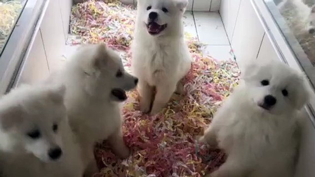 SATILIK SAMOYED YAVRULARI