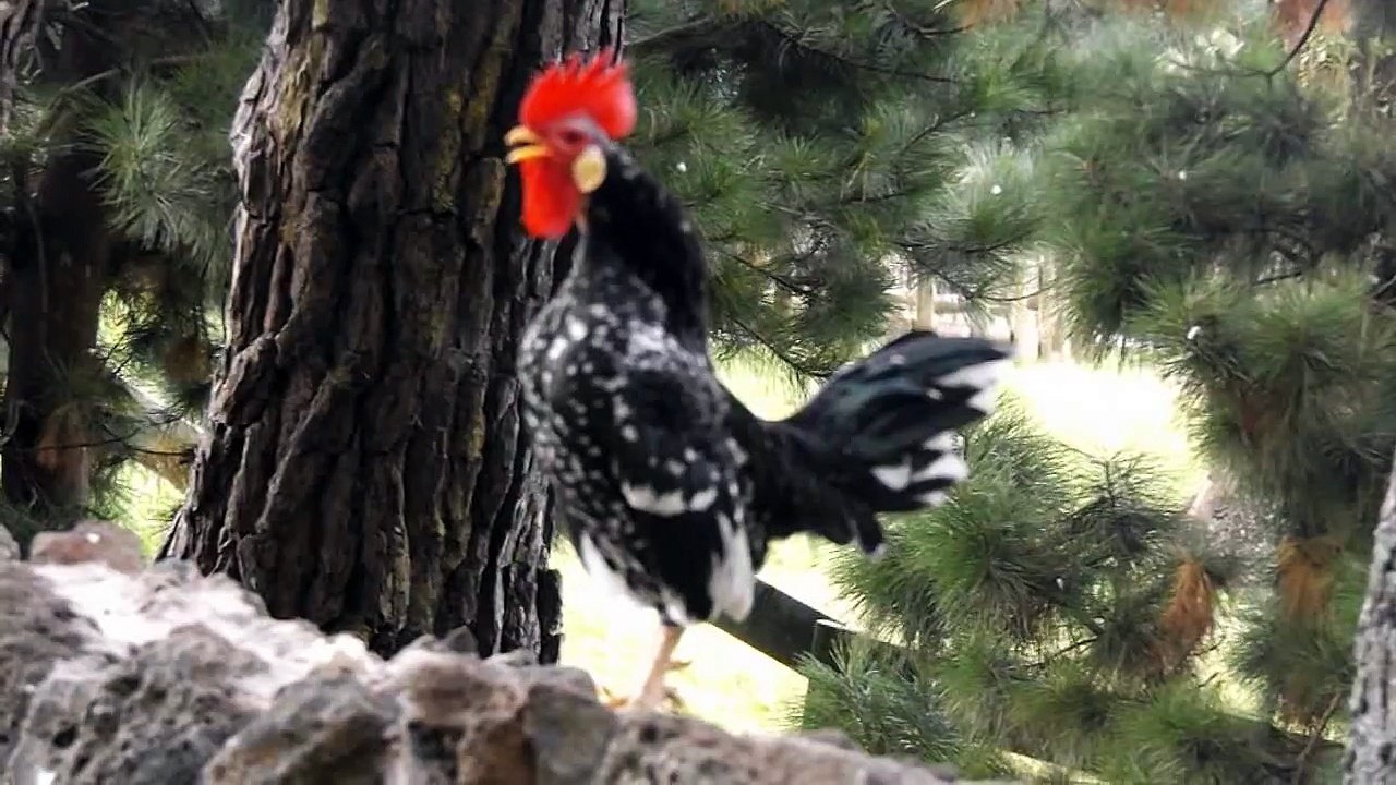 Rooster Crowing In The Morning - Rooster Crowing Sounds Effect