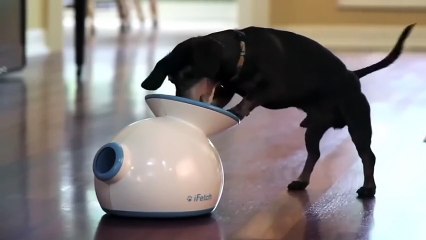 Un lanceur de balle qui a du chien !
