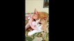 Cat Sings ‘If You’re Happy and You Know It’ with His Human
