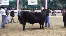 Angus Open Bull Show: 2012 National Western Stock Show