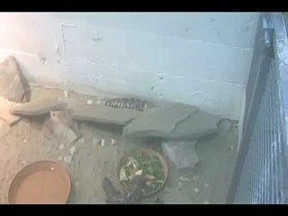 Chinese Giant Salamander, St. Louis Zoo