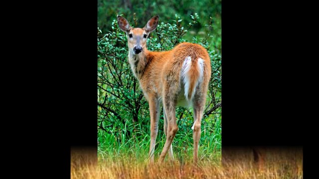 Documental : El Venado cola blanca ,Símbolo Nacional de Costa Rica.