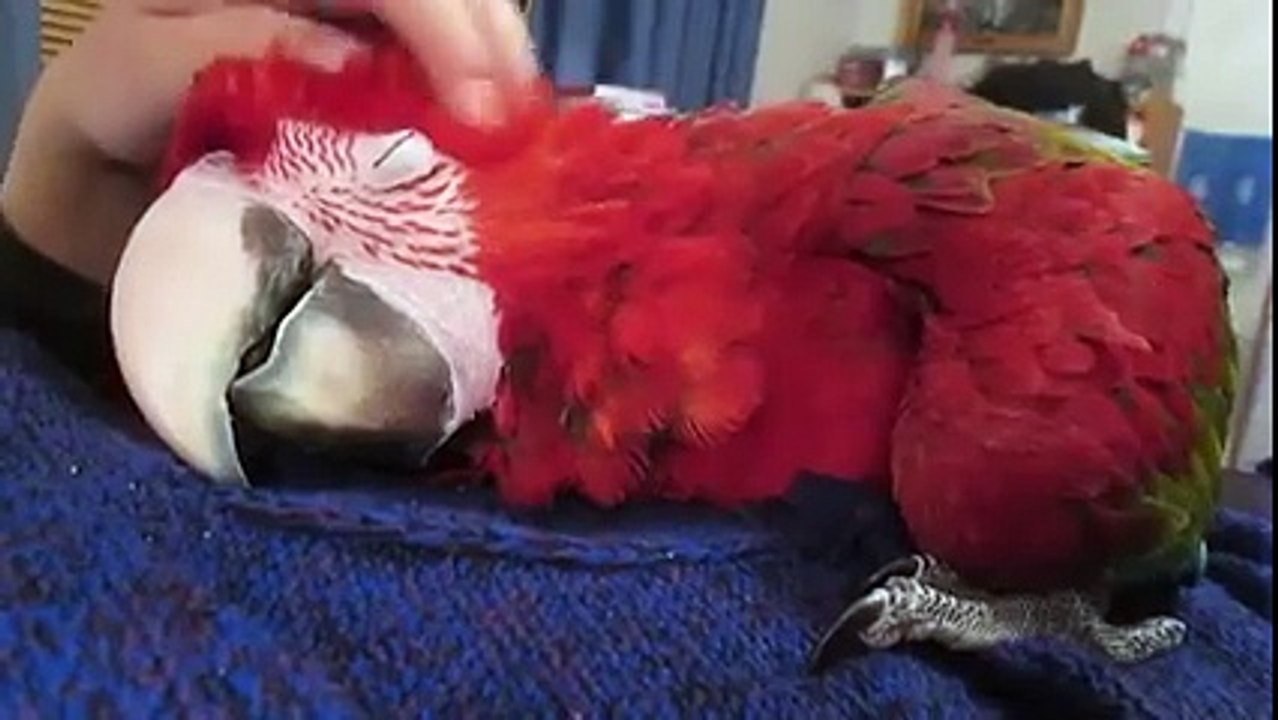 Un perroquet adore les caresses