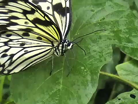 Butterfly drinking
