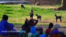 Whatsapp Funny Video- Goat And Monkey Funny Video - NAUGHTY MONKEY