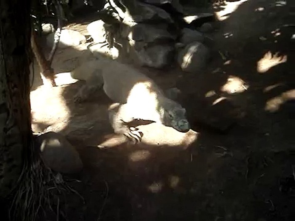 Comodo Dragon Eats A Live Chicken In Bali Reptile Park