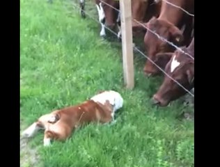 Swedish Bulldog Befriends a Herd of Cows