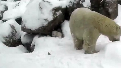 Funny Cute Polar Bear Plays In Snow