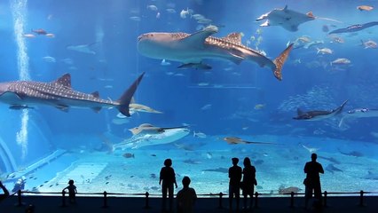 The world's second largest aquarium