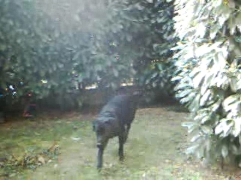 Athos dans le jardin
