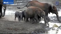 Baby elephant gets a little stuck while trying to have a drink