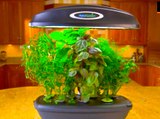 How to Grow Veggies Indoors