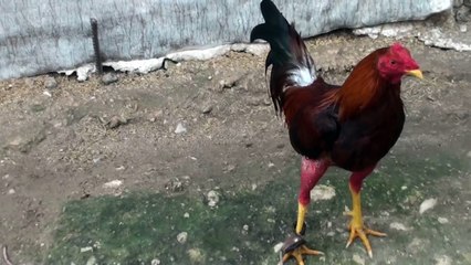 Peleas de gallos en cuba 2015 . gallos para la temporada que biene 11-20-14 # 2