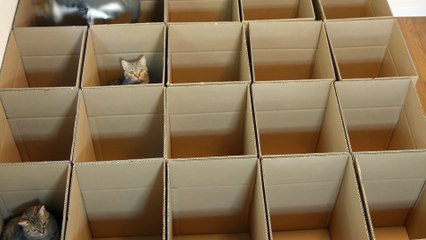 お願い戻って来て! おいでおいでする猫 Please, come back! Taro beckon to May