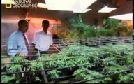Dentro de la marihuana (3/5) Documental en español Inside: Marihuana
