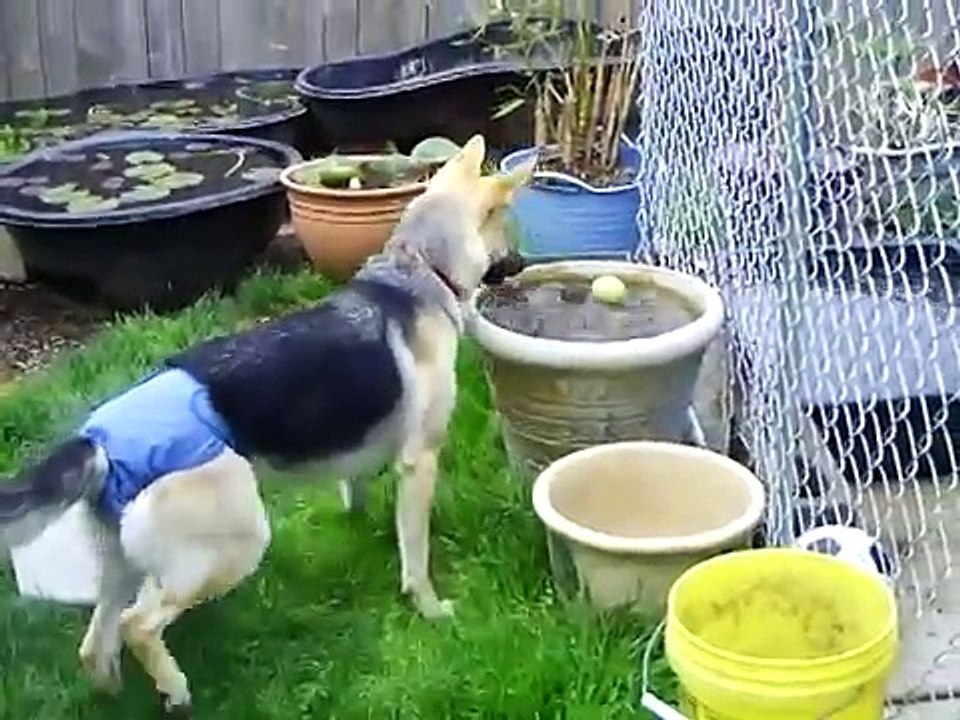 Doggy Diaper.AVI