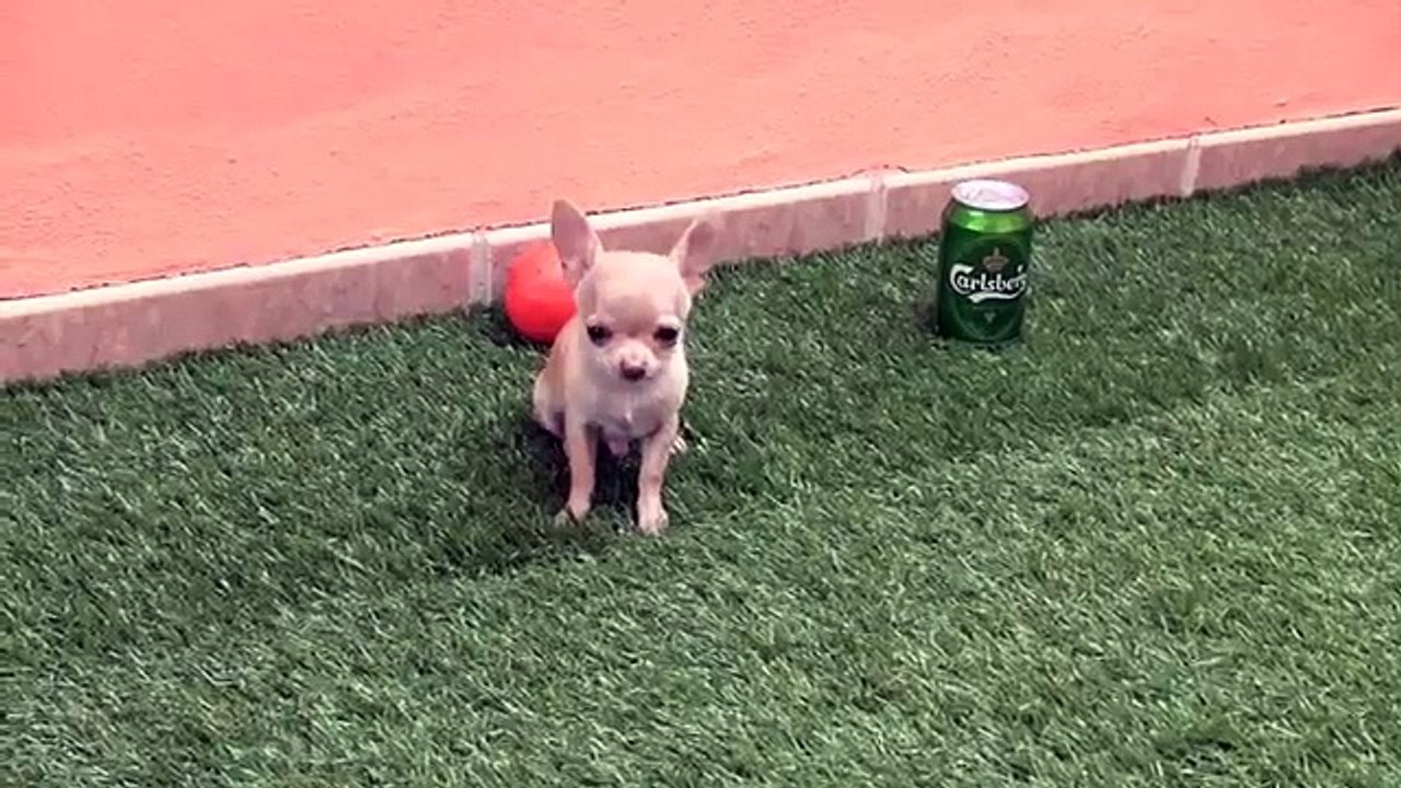 uno de los chihuahuas mas pequeños de españa