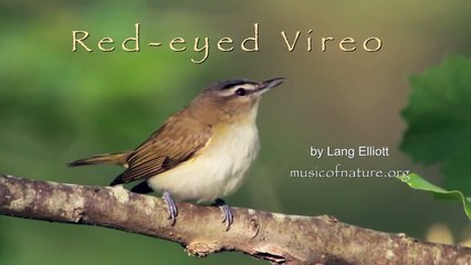 Red-eyed Vireo Portrait