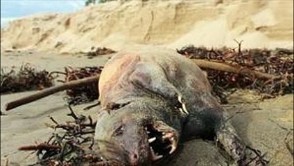 Un animal étrange et inconnu retrouvé sur une plage de Santa Barbara