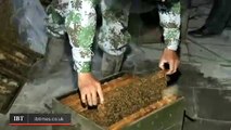 Un Chinois recouvert d'un million d'abeilles