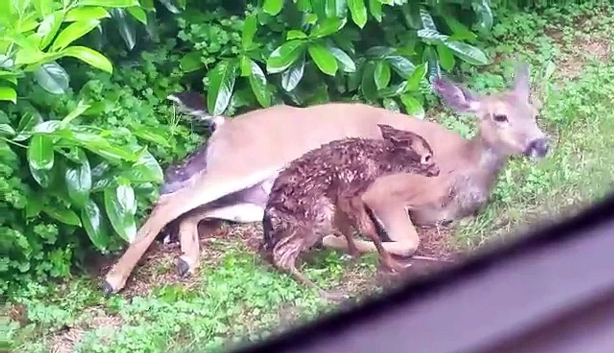 Une biche met au monde deux faons dans un jardin