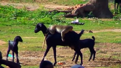 Monkey Funny Video Clips animals comedy