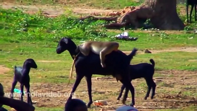 Monkey Funny Video Clips animals comedy